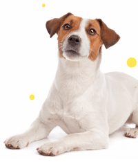 cardalis-dog